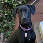 Maya