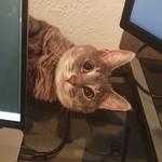 Arya